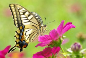 butterfly