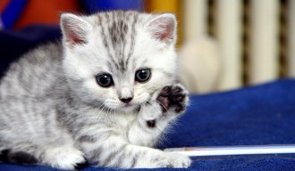 kitty
