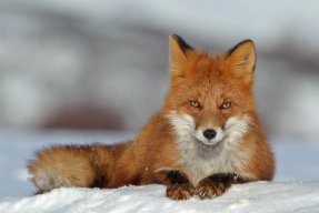 fox