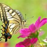 butterfly