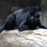 blackcat