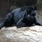 blackcat