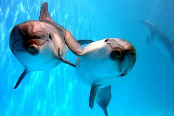 О чем молчат рыбы? О чем молчат рыбы?