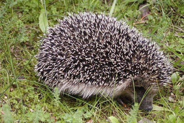 Ёжик весельчак Ёжик весельчак