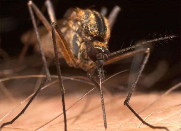 Как бороться с москитами и комарами? Как бороться с москитами и комарами?